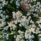 Ansigtsbalsam Skov 30 ml